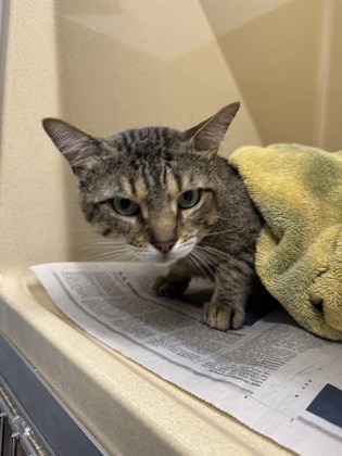 Shelter Stray Male Cat last seen Converse, TX 78109, Converse, TX 78109