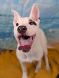 Shelter Stray Female Dog last seen Duncanville, TX 75137, Cedar Hill, TX 75104