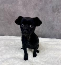 Shelter Stray Female Dog last seen DeSoto, TX 75115, Cedar Hill, TX 75104