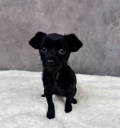 Shelter Stray Female Dog last seen DeSoto, TX 75115, Cedar Hill, TX 75104
