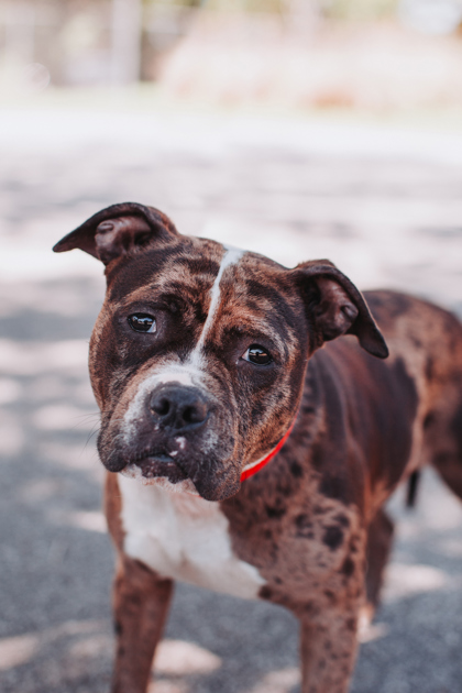 Shelter Stray Female Dog last seen North Charleston, SC 29406, North Charleston, SC 29406