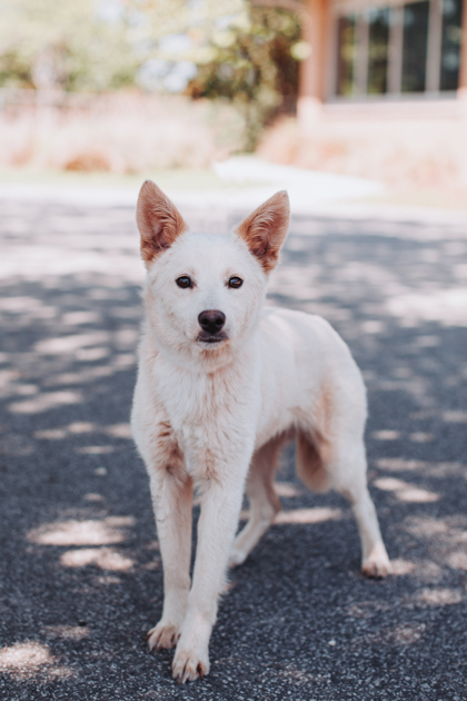 Shelter Stray Female Dog last seen North Charleston, SC 29406, North Charleston, SC 29406