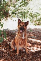 Shelter Stray Female Dog last seen Ravenel, SC 29470, North Charleston, SC 29406