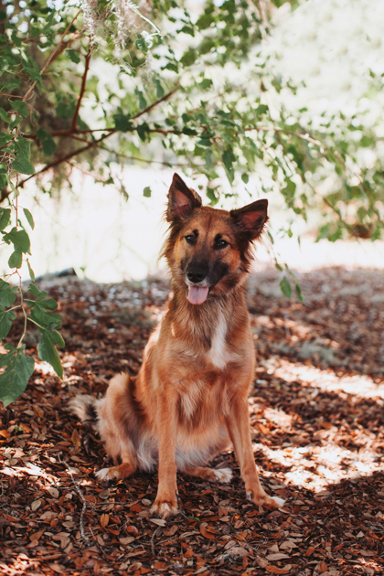 Shelter Stray Female Dog last seen Ravenel, SC 29470, North Charleston, SC 29406