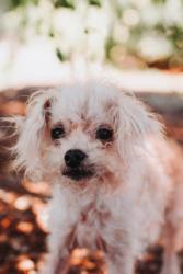 Shelter Stray Male Dog last seen North Charleston, SC 29418, North Charleston, SC 29406