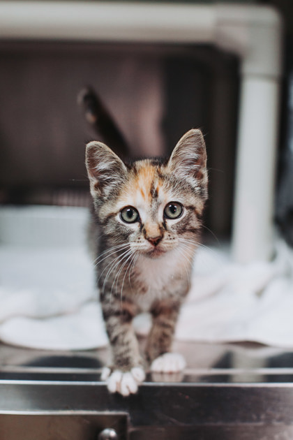 Shelter Stray Female Cat last seen North Charleston, SC 29405, North Charleston, SC 29406
