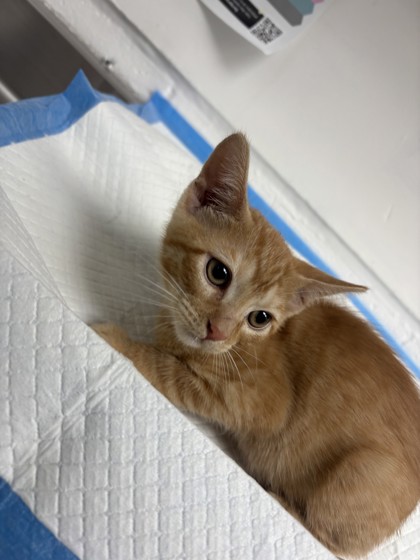 Shelter Stray Male Cat last seen , CA , Oakland, CA 94601