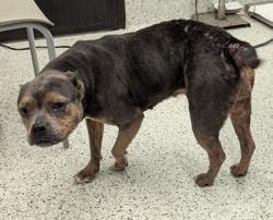 Shelter Stray Female Dog last seen Atlanta, GA 30331, Atlanta, GA 30336