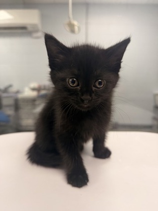 Shelter Stray Female Cat last seen Martin Marietta Park Front Gate, New Bern City Limits, NC, 1639 Old Airport Rd, New Bern, NC 28562, USA