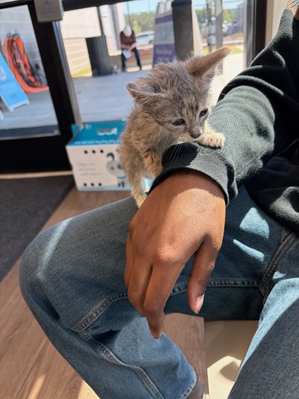 Shelter Stray Female Cat last seen College Park, GA 30349, Atlanta, GA 30336
