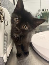 Shelter Stray Female Cat last seen Martin Marietta Park Front Gate, New Bern City Limits, NC, 1639 Old Airport Rd, New Bern, NC 28562, USA