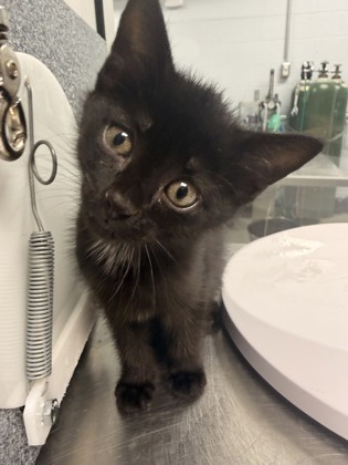 Shelter Stray Female Cat last seen Martin Marietta Park Front Gate, New Bern City Limits, NC, 1639 Old Airport Rd, New Bern, NC 28562, USA