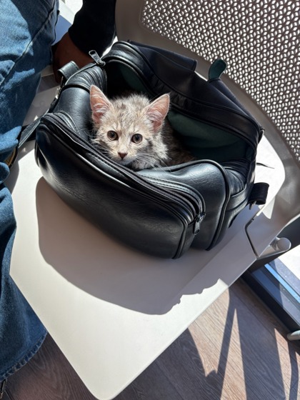 Shelter Stray Female Cat last seen College Park, GA 30349, Atlanta, GA 30336