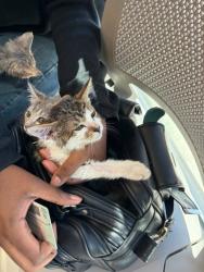 Shelter Stray Male Cat last seen College Park, GA 30349, Atlanta, GA 30336