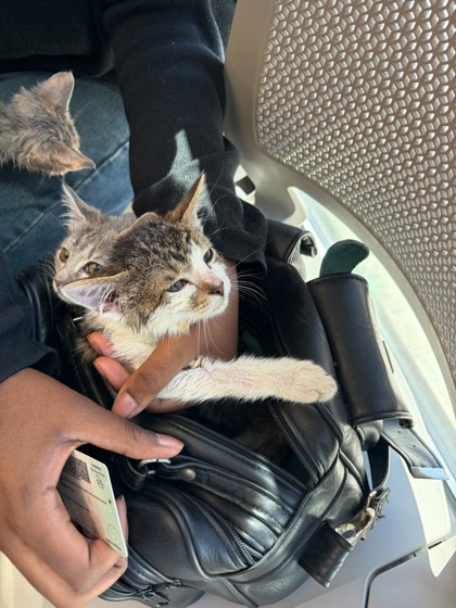 Shelter Stray Male Cat last seen College Park, GA 30349, Atlanta, GA 30336
