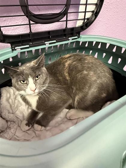 Shelter Stray Female Cat last seen El Paso, TX 79904, Fort Bliss, TX 79906