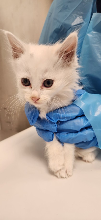 Shelter Stray Female Cat last seen Roseville, CA 95678, Roseville, CA 95678