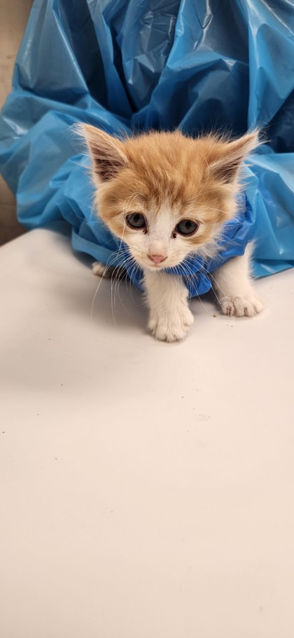 Shelter Stray Male Cat last seen Roseville, CA 95678, Roseville, CA 95678