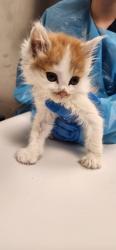 Shelter Stray Unknown Cat last seen Roseville, CA 95678, Roseville, CA 95678