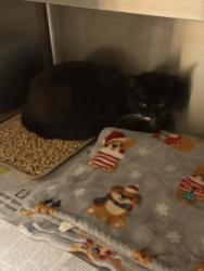 Shelter Stray Female Cat last seen Highland St., 75149, TX, Mesquite, TX 75149
