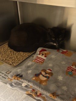 Shelter Stray Female Cat last seen Highland St., 75149, TX, Mesquite, TX 75149