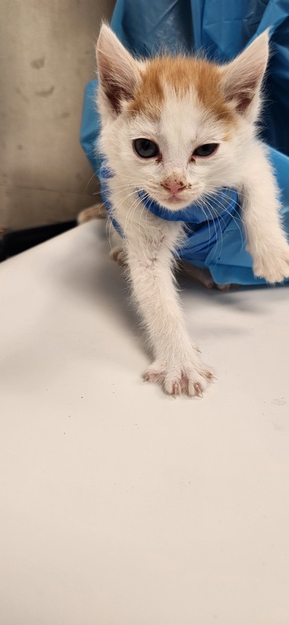 Shelter Stray Male Cat last seen Roseville, CA 95678, Roseville, CA 95678