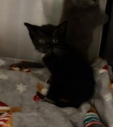 Shelter Stray Unknown Cat last seen Highland St., 75149, TX, Mesquite, TX 75149