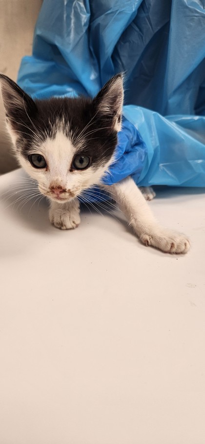 Shelter Stray Unknown Cat last seen Roseville, CA 95678, Roseville, CA 95678