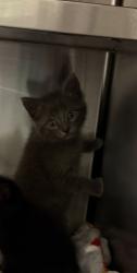 Shelter Stray Unknown Cat last seen Highland St., 75149, TX, Mesquite, TX 75149