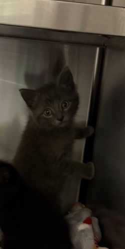 Shelter Stray Unknown Cat last seen Highland St., 75149, TX, Mesquite, TX 75149