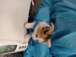 Shelter Stray Unknown Cat last seen Roseville, CA 95678, Roseville, CA 95678