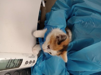 Shelter Stray Female Cat last seen Roseville, CA 95678, Roseville, CA 95678