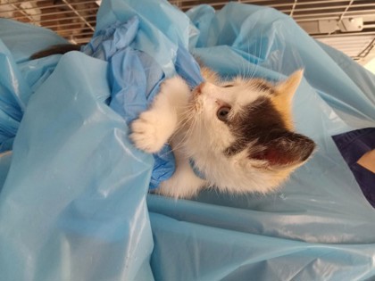 Shelter Stray Female Cat last seen Roseville, CA 95678, Roseville, CA 95678