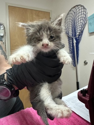 Shelter Stray Male Cat last seen Near FOLSOM BLVD, Rancho Cordova, CA, Sacramento, CA 95828