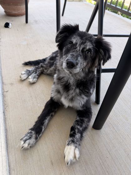 Shelter Stray Unknown Dog last seen Knoxville, TN 37920, Knoxville, TN 37919