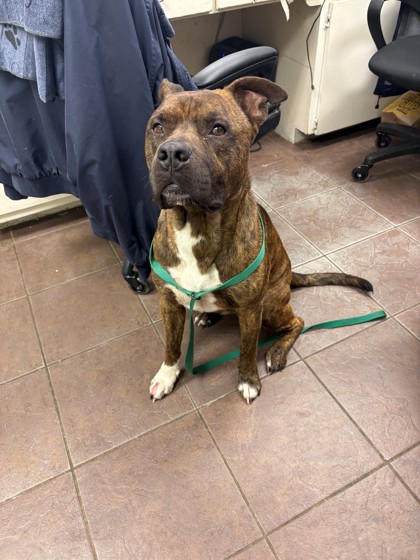 Shelter Stray Male Dog last seen Cleburne, TX 76033, Cleburne, TX 76033