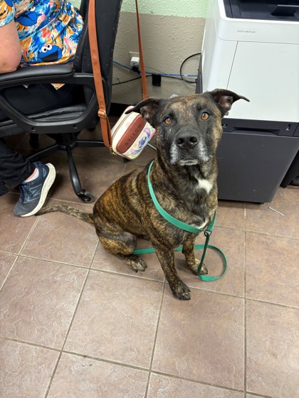 Shelter Stray Male Dog last seen Cleburne, TX 76033, Cleburne, TX 76033