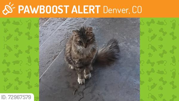 Found/Stray Unknown Cat last seen Virginia and Bryant St, Denver, CO 80219