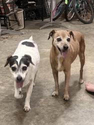 Reunited Male Dog last seen Westminster Dr , Greensboro, NC 27410