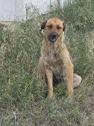 Found/Stray Female Dog last seen painted horse, San Antonio, TX 78242