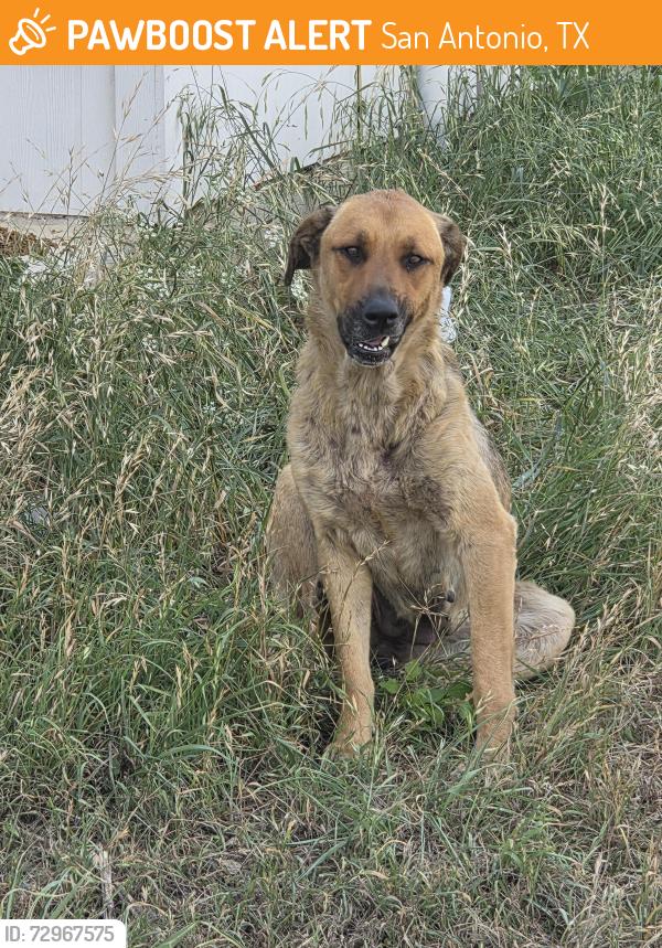 Found/Stray Female Dog last seen painted horse, San Antonio, TX 78242