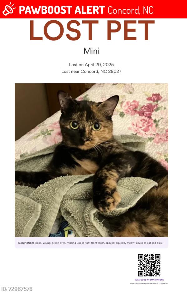 Lost Female Cat last seen Afton Village Village Drive, Concord, NC 28027