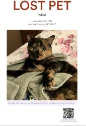 Lost Female Cat last seen Afton Village Village Drive, Concord, NC 28027