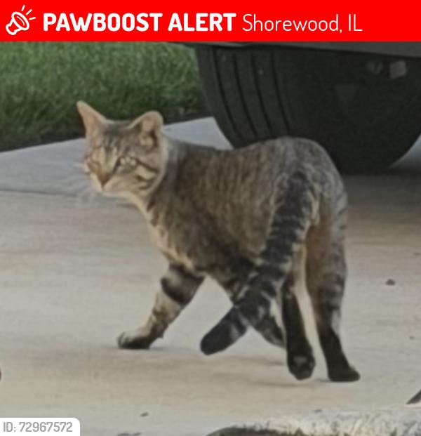 Lost Male Cat last seen Kensington Street and Westwood Drive, Shorewood, IL 60404