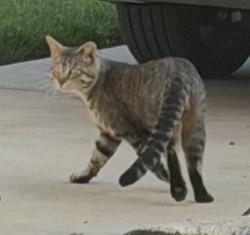 Lost Male Cat last seen Kensington Street and Westwood Drive, Shorewood, IL 60404