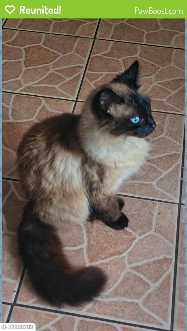 Reunited Male Cat last seen Davis st, woodlawn ave, cedar hill ave, Dallas, TX 75208