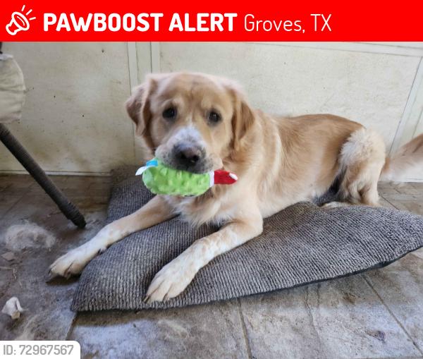 Lost Male Dog last seen Indian Springs, Groves, TX 77619
