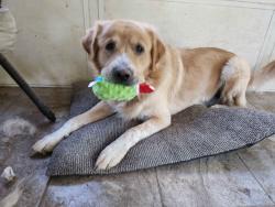 Lost Male Dog last seen Indian Springs, Groves, TX 77619