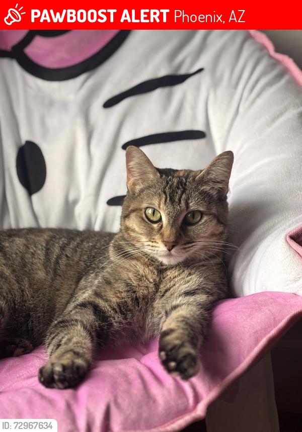 Lost Female Cat last seen Thunderbird and 43rd , Phoenix, AZ 85029