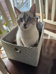 Lost Female Cat last seen w seltice way & idewild loop, Coeur d'Alene, ID 83814